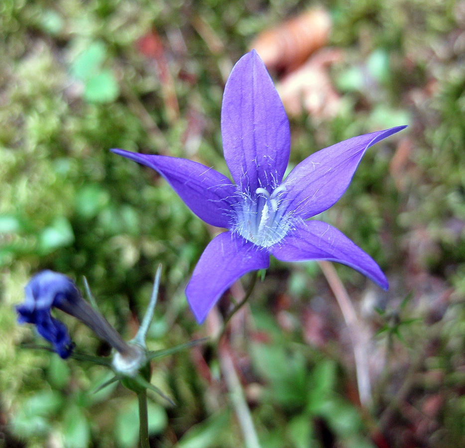 Image of Campanula abietina specimen.