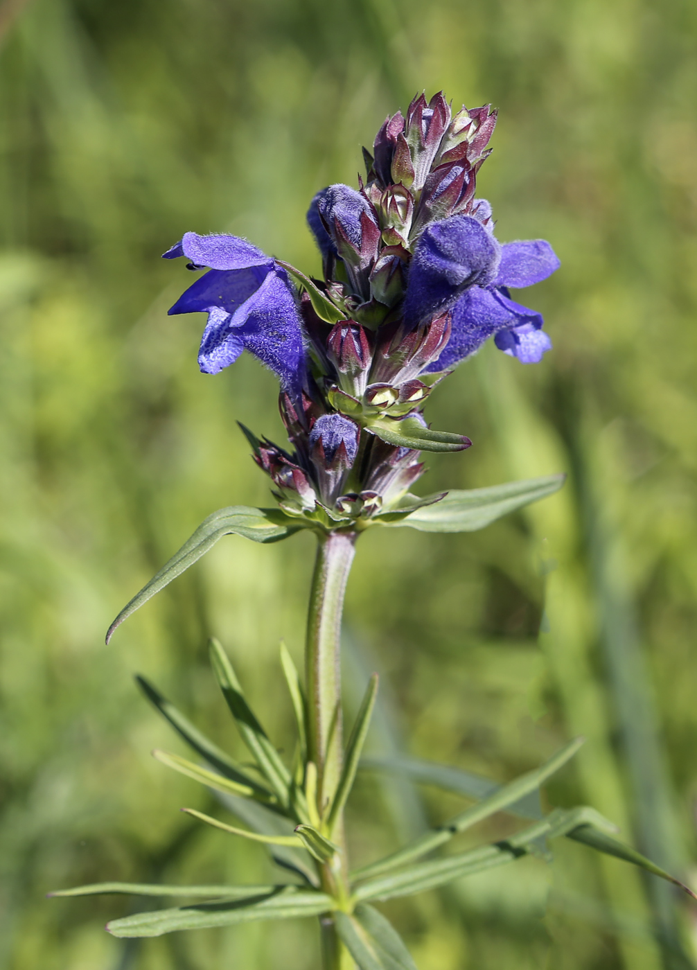 Изображение особи Dracocephalum ruyschiana.