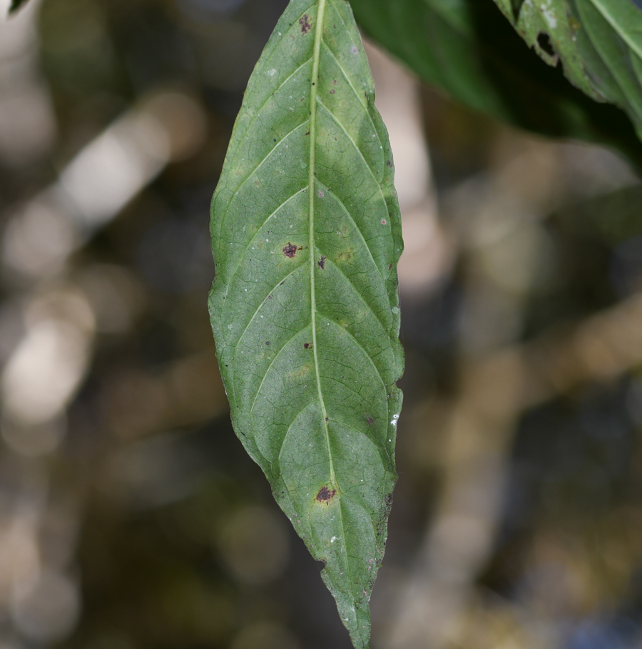 Изображение особи род Psychotria.