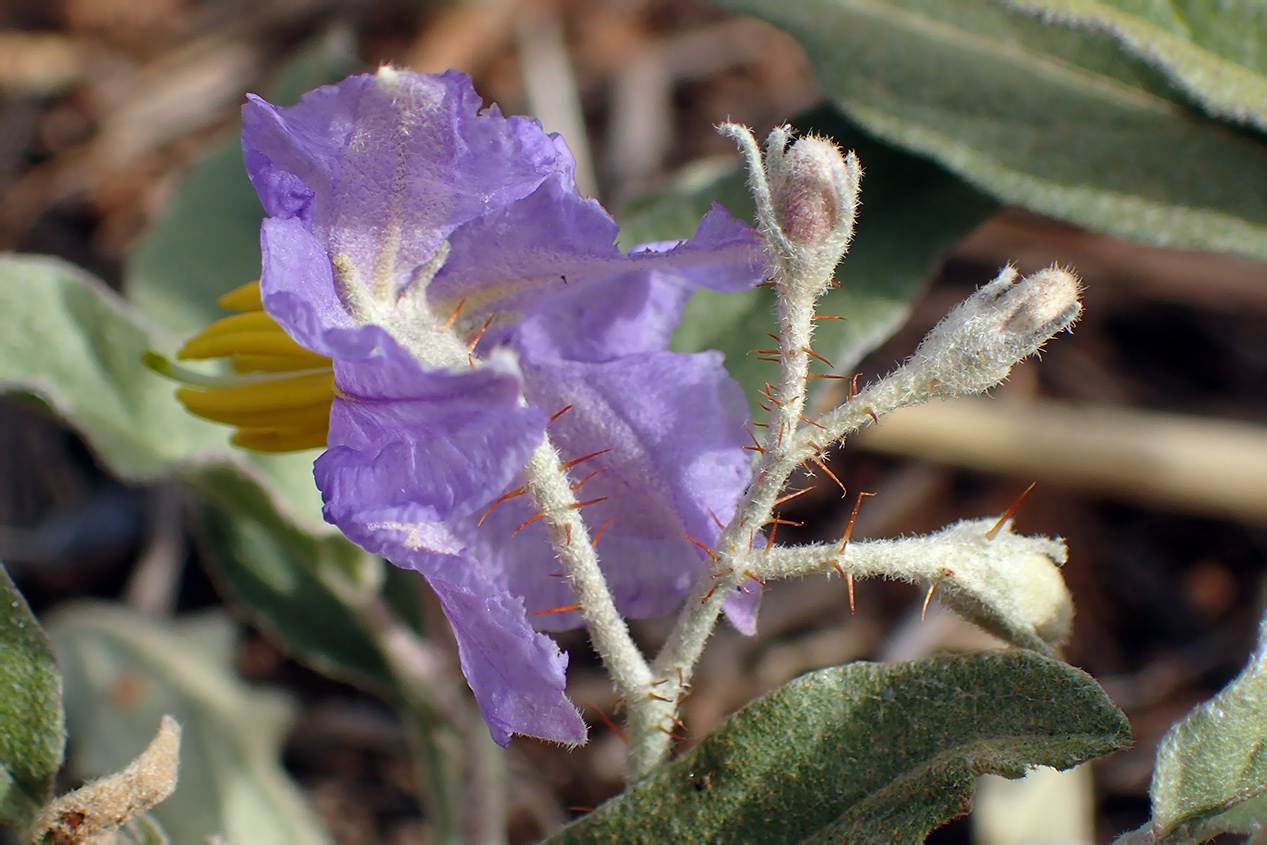 Image of Solanum elaeagnifolium specimen.