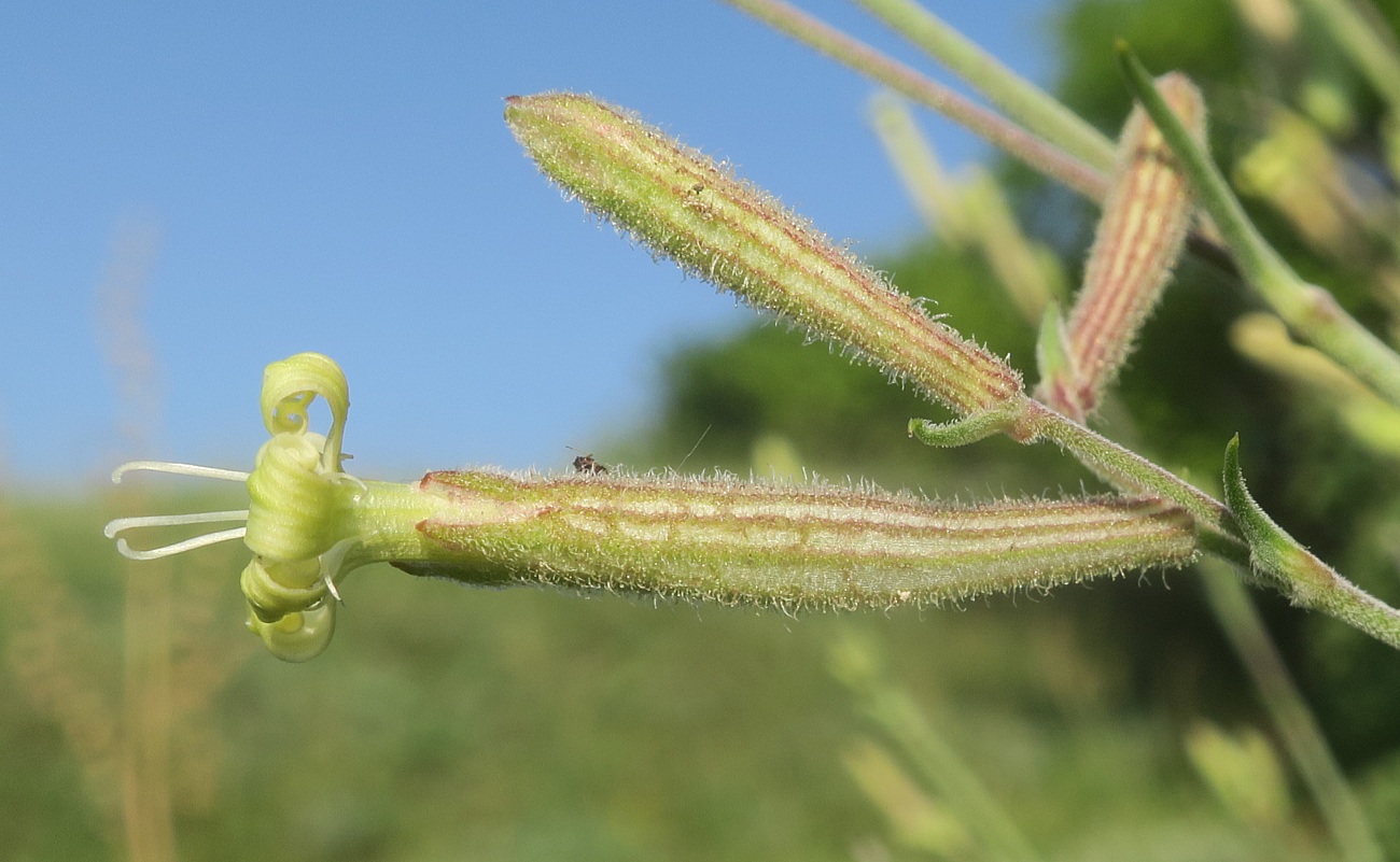 Image of Silene supina specimen.