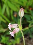 Silene obscura