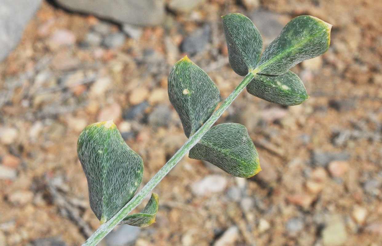 Изображение особи Astragalus brachyrachis.