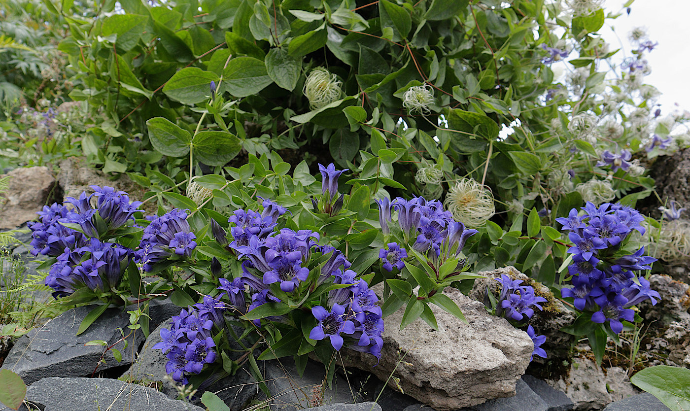 Image of Gentiana septemfida specimen.