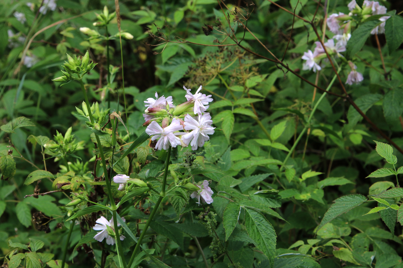 Image of Saponaria officinalis f. pleniflora specimen.