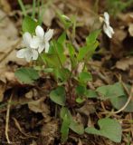 Viola caspia