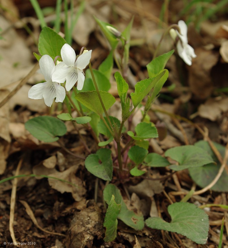 Image of Viola caspia specimen.