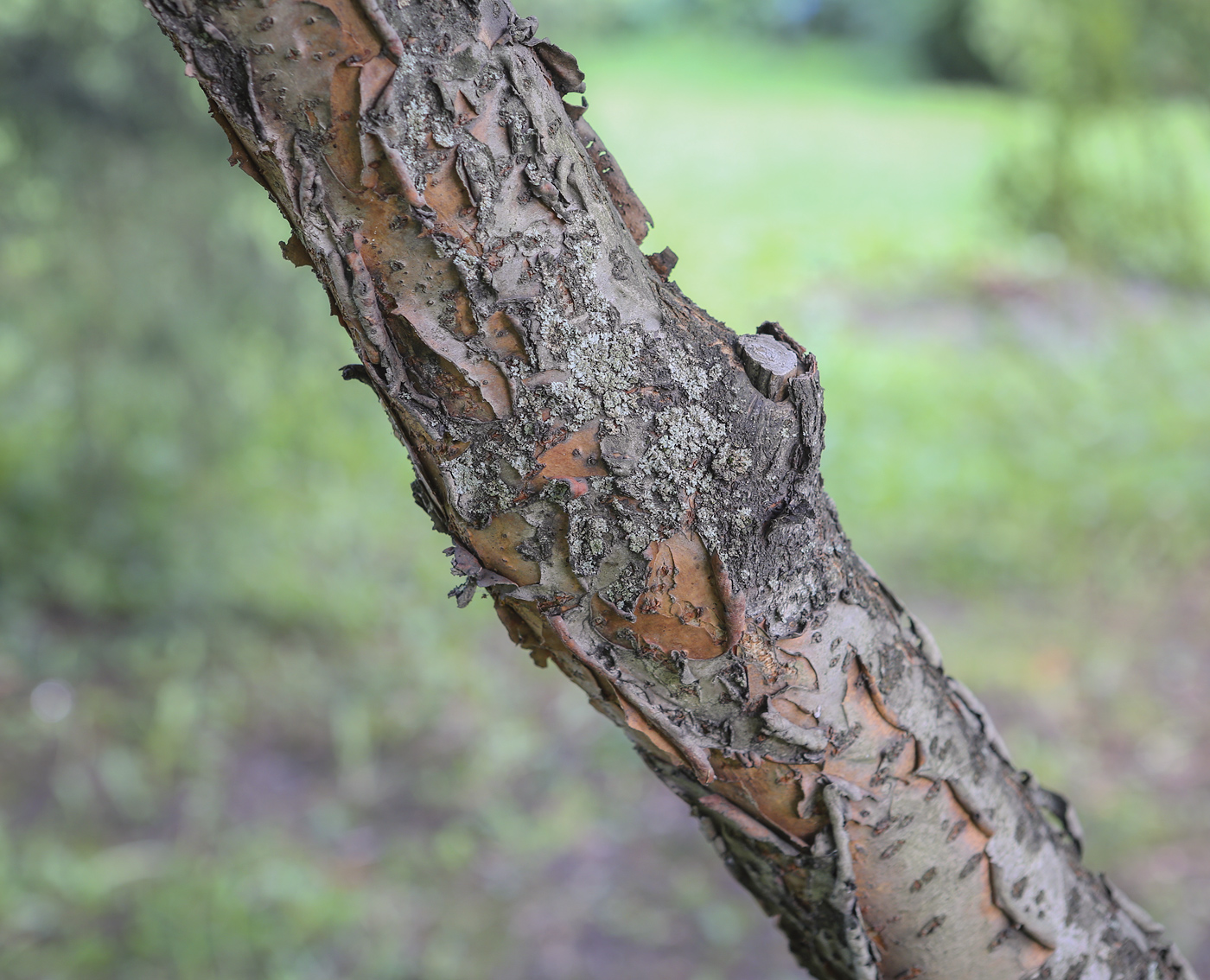 Image of Rhus typhina specimen.