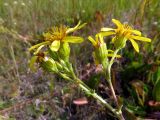 Senecio paucifolius