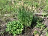 genus Carex