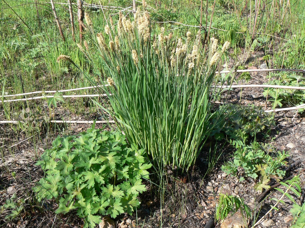 Image of genus Carex specimen.