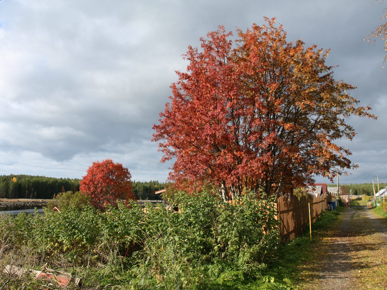 Изображение особи Sorbus aucuparia.