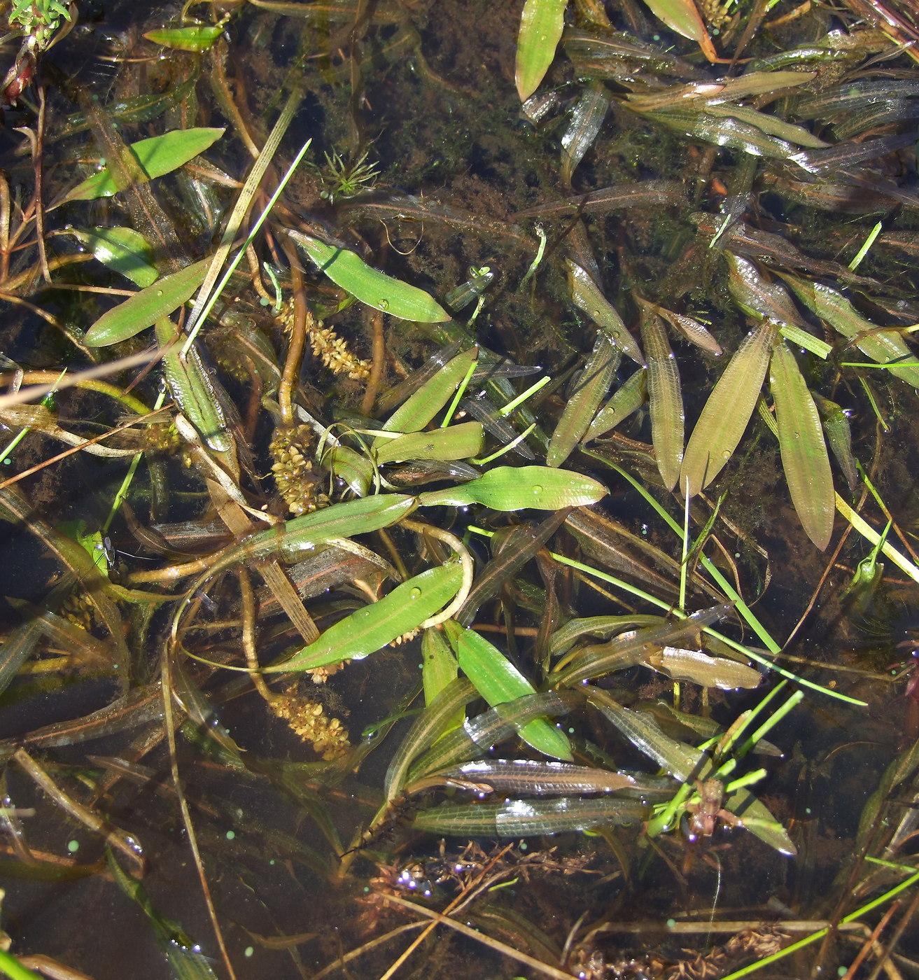 Изображение особи Potamogeton alpinus.