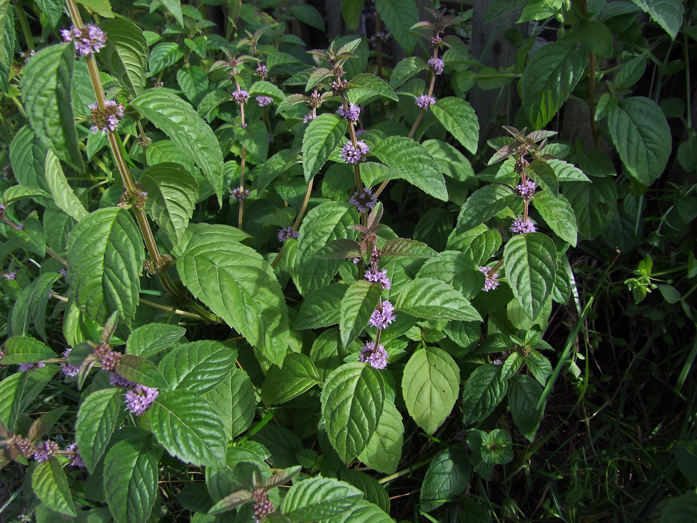 Image of Mentha canadensis specimen.