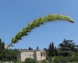 Setaria italica. Соцветие. Крым, Никитский ботанический сад, сорное на клумбе. 19.07.2021.