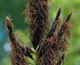 genus Carex. Верхушки отцветших мужских соцветий. Новосибирская обл., Мошковский р-н, болотистый закустаренный луг. 13.06.2010.
