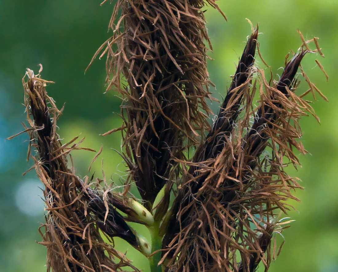 Изображение особи род Carex.