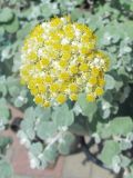 Helichrysum petiolare. Соцветие. Беларусь, г. Минск, клумба, в культуре. 20.07.2021.