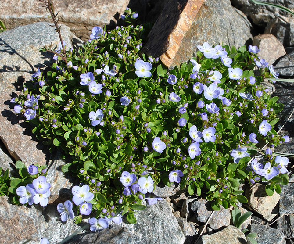 Image of Veronica minuta specimen.