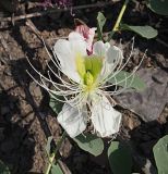 Capparis herbacea. Цветок. Республика Крым, Алуштинский р-н, окр. с. Малореченское, береговой склон, обнажение грунта. 05.09.2021.