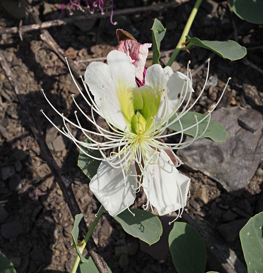 Image of Capparis herbacea specimen.