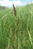 Carex transcaucasica