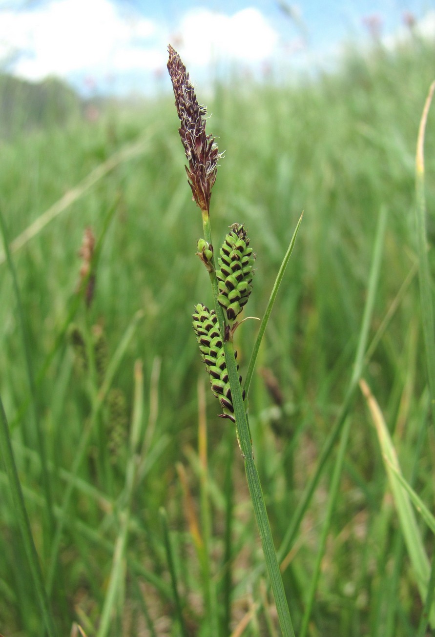 Image of Carex transcaucasica specimen.
