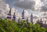 Lupinus pilosus. Верхушки цветущих растения. Израиль, г. Тель-Авив, парк Ариэля Шарона, в поле. 20.02.2022.