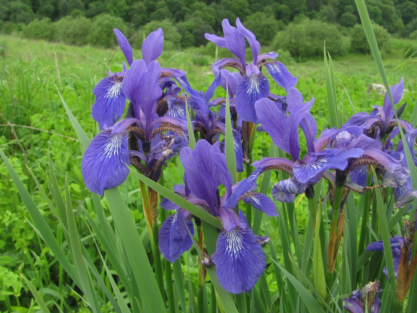 Изображение особи Iris sibirica.