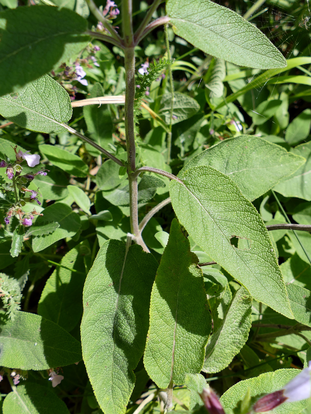 Image of Salvia tomentosa specimen.