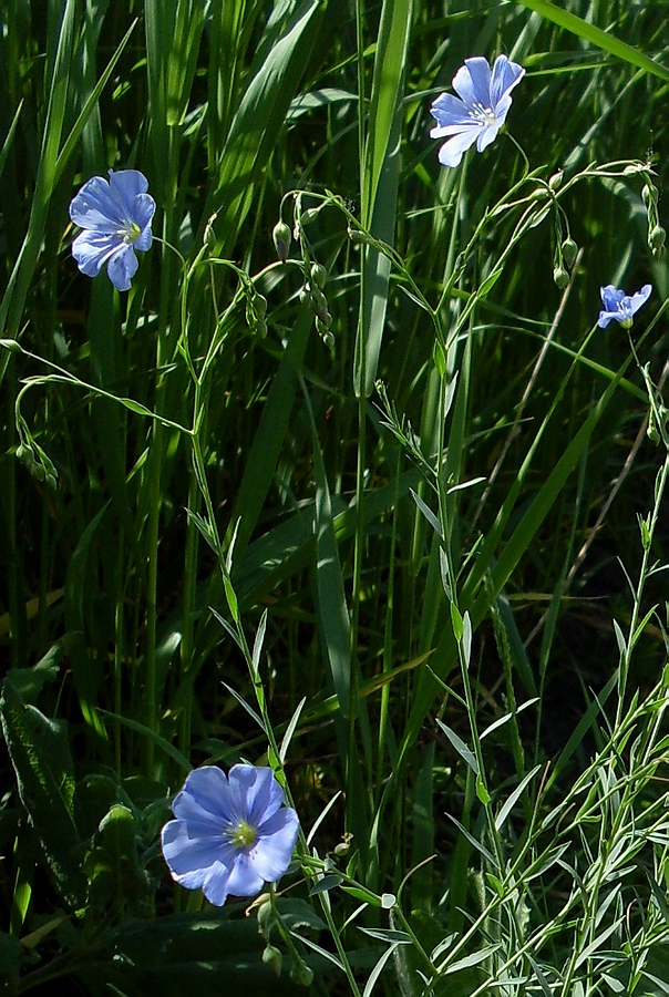 Изображение особи Linum austriacum.