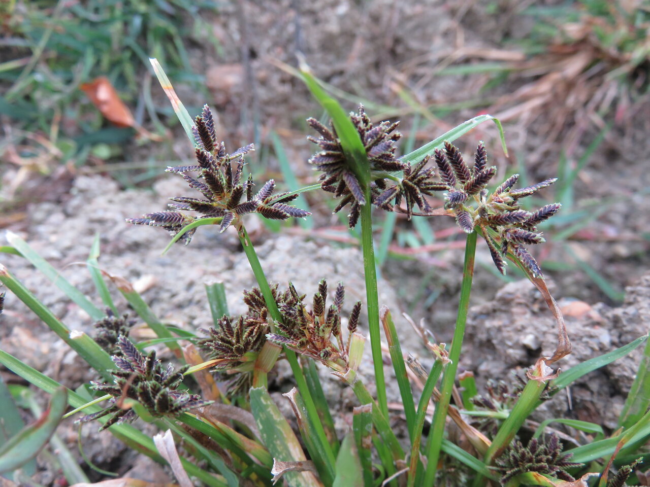 Image of Cyperus fuscus specimen.