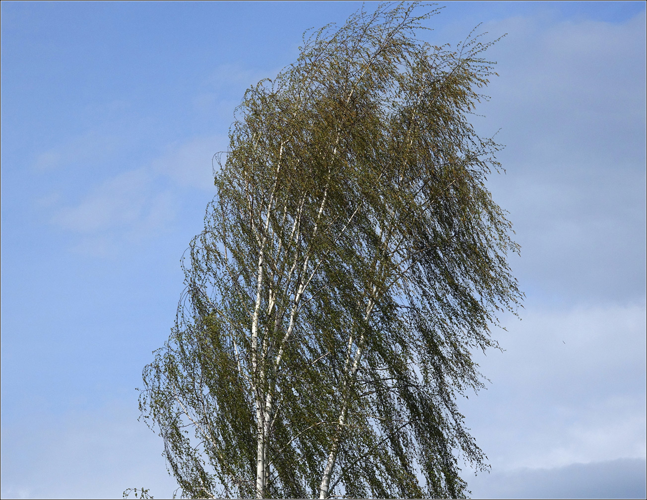 Image of Betula pendula specimen.