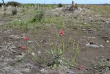 Papaver hybridum. Цветущее и плодоносящее растение. Дагестан, Магарамкентский р-н, окр. с. Приморский, песчаный пляж. 05.05.2022.