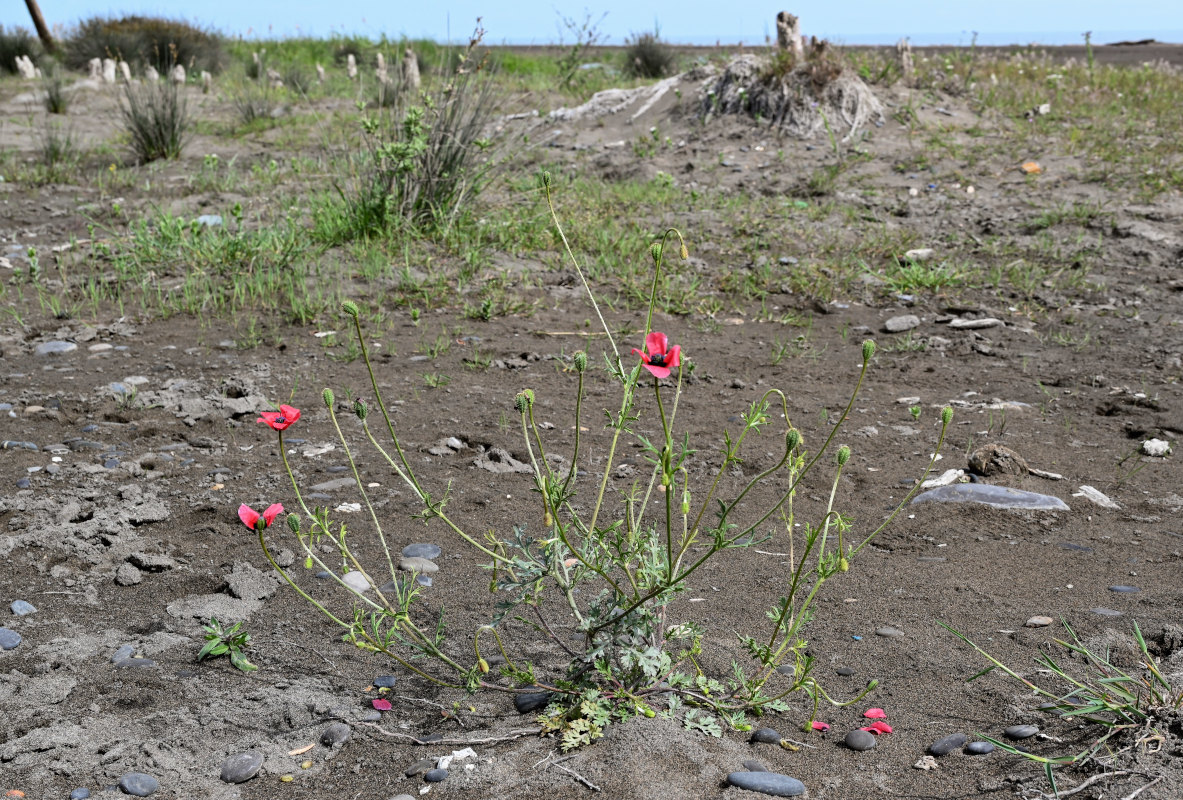 Image of Papaver hybridum specimen.