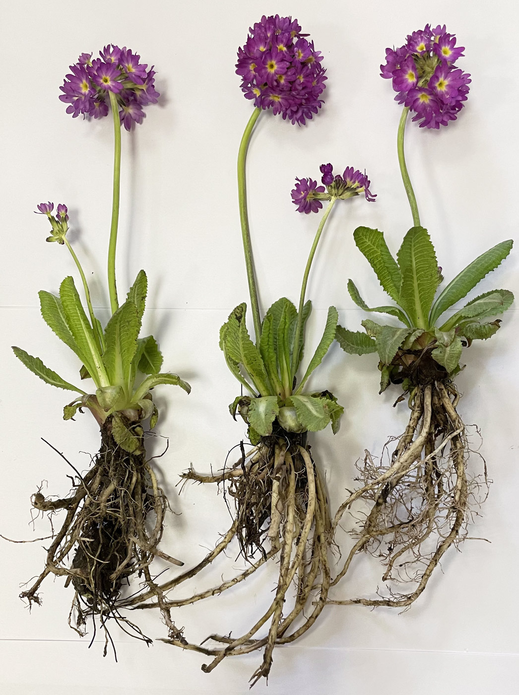 Изображение особи Primula denticulata.