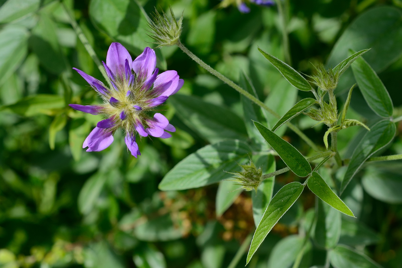 Image of Psoralea bituminosa ssp. pontica specimen.