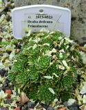 Draba dedeana. Вегетирующее растение, усыпанное лепестками Styphnolobium japonicum. Нидерланды, Южная Голландия, г. Делфт, ботанический сад Делфтского технического университета (TU Delft). Август.