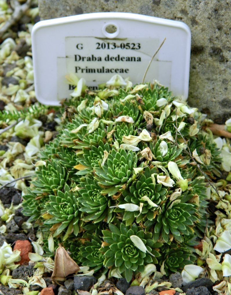 Image of Draba dedeana specimen.