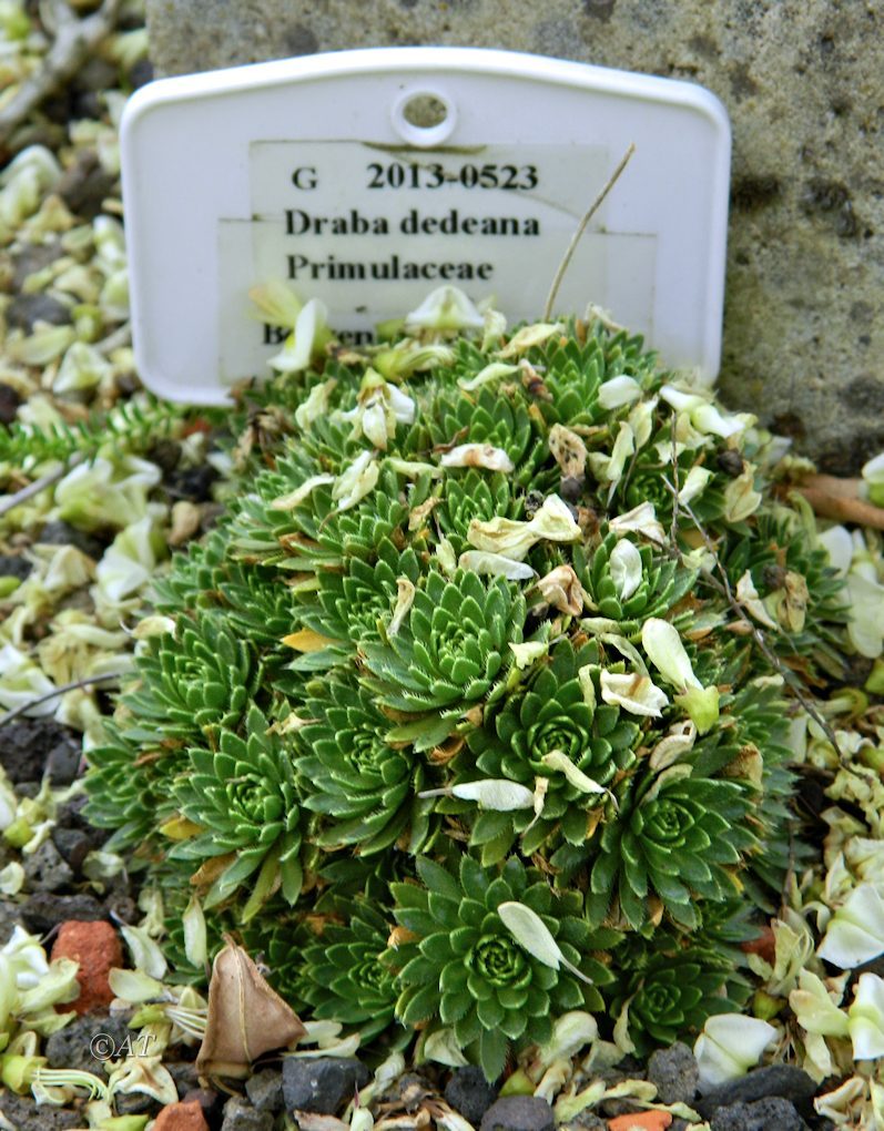 Изображение особи Draba dedeana.