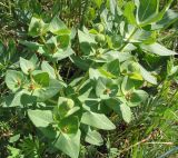 Euphorbia fischeriana