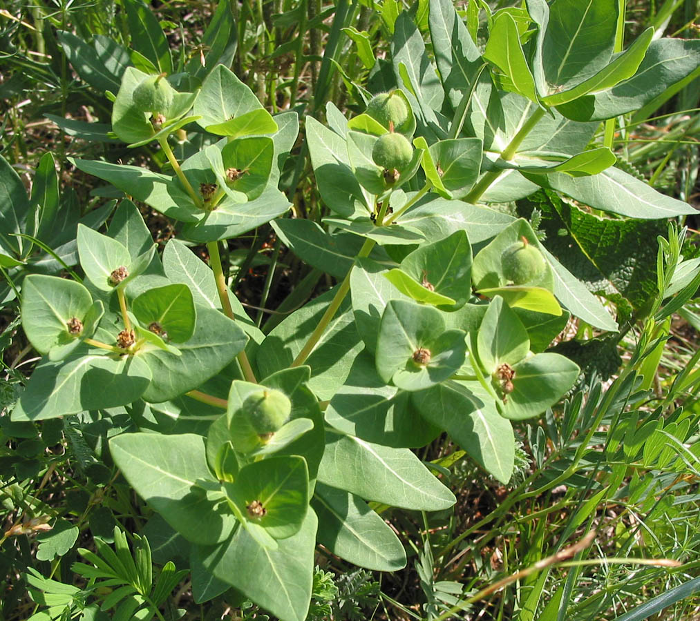 Изображение особи Euphorbia fischeriana.