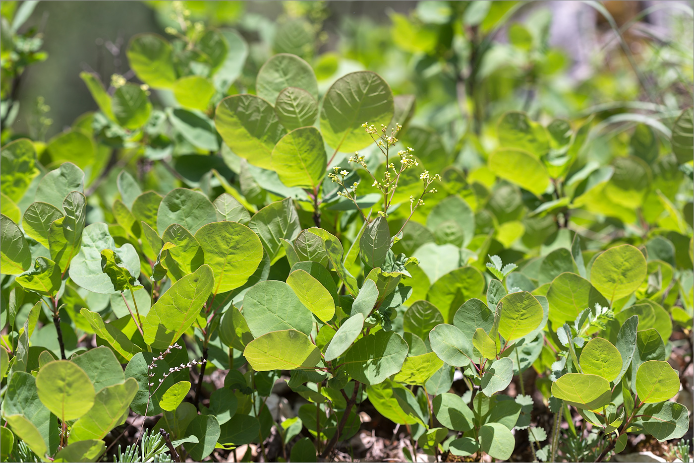 Image of Cotinus coggygria specimen.