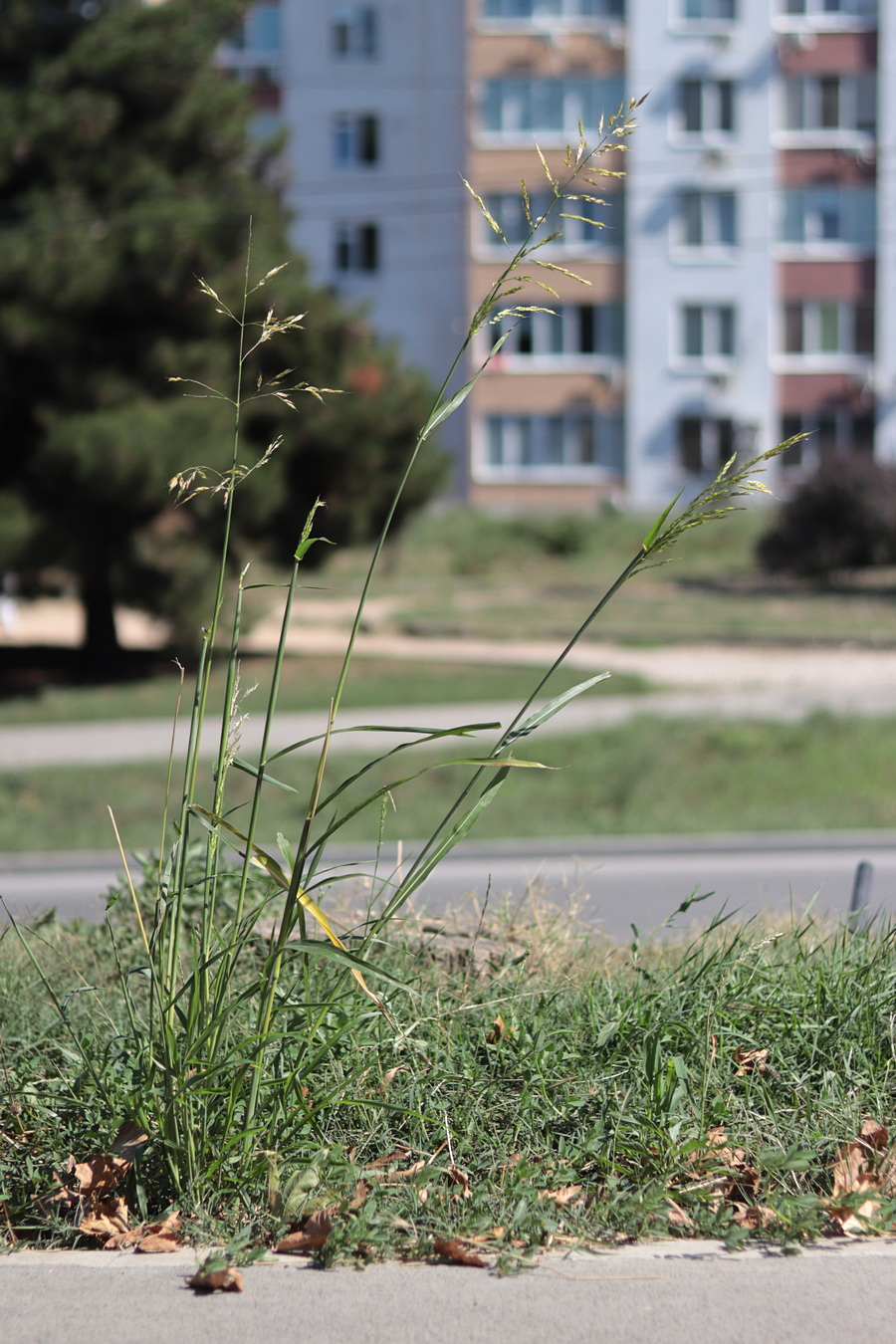 Image of Sorghum halepense specimen.