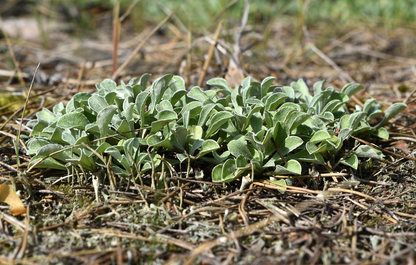 Image of Antennaria dioica specimen.
