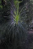 род Cordyline