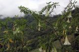 genus Brugmansia. Ветви с цветками. Бутан, дзонгхаг Монгар, национальный парк \"Phrumsengla\". 05.05.2019.