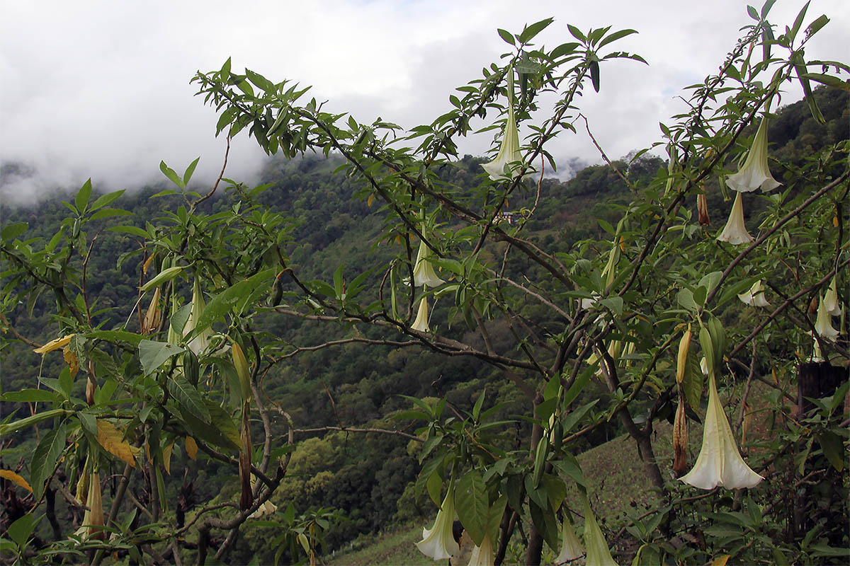Изображение особи род Brugmansia.