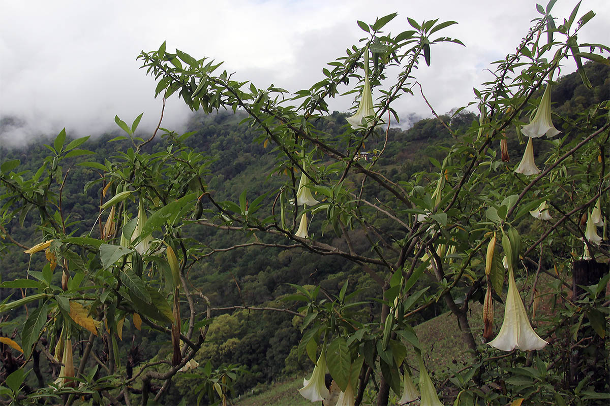 Image of genus Brugmansia specimen.