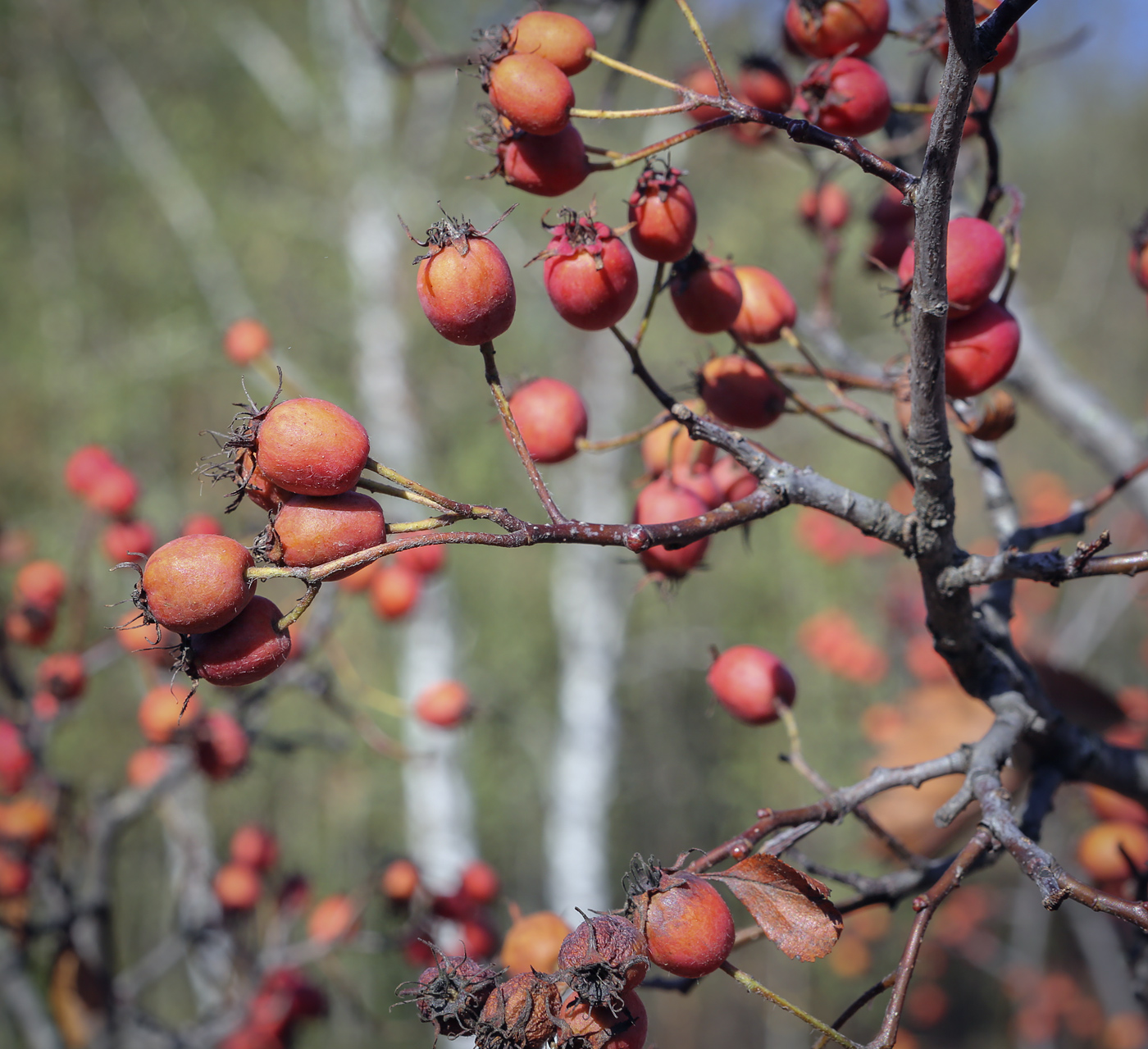 Image of genus Crataegus specimen.